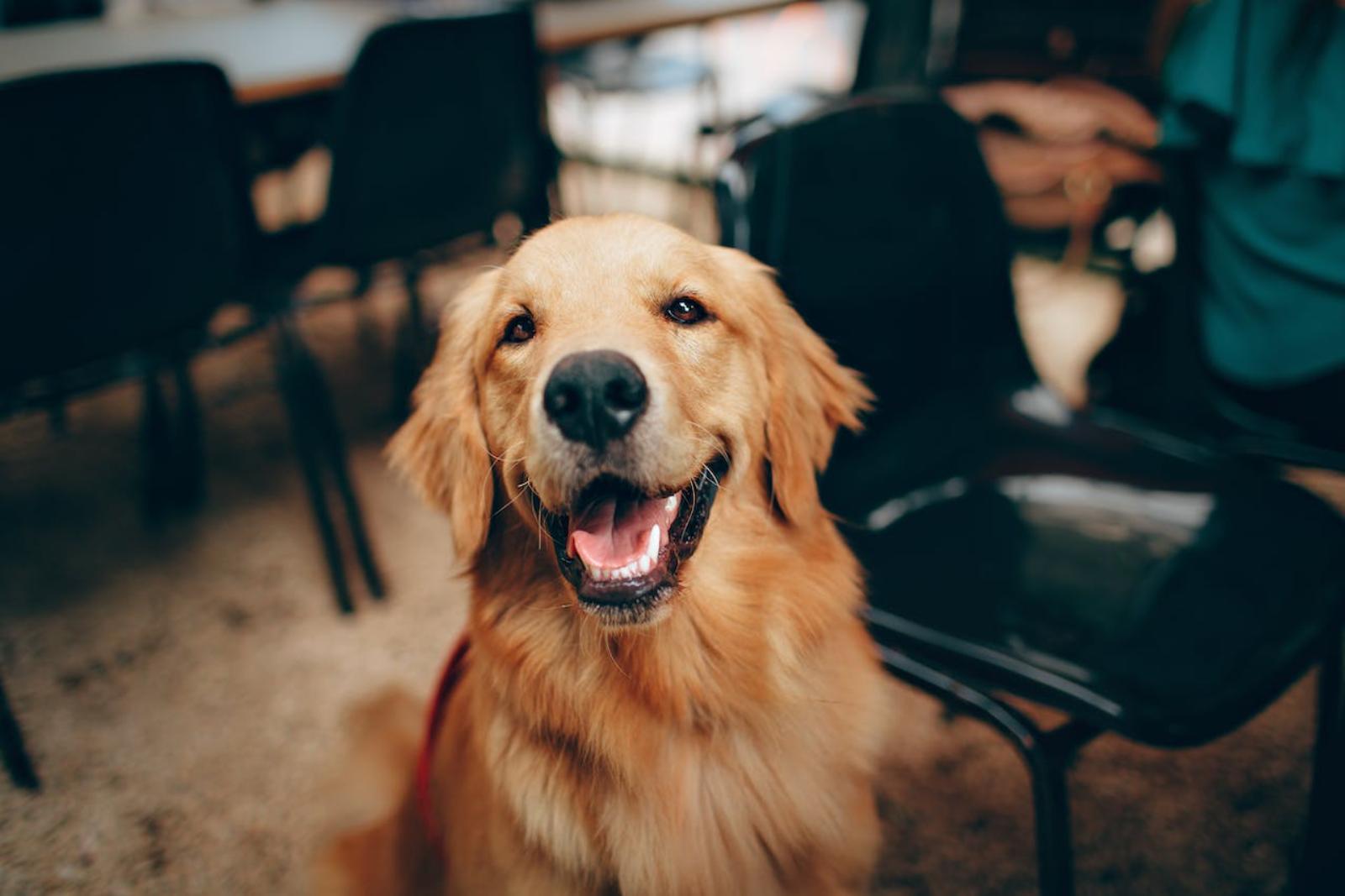 Photo of a happy panting dog